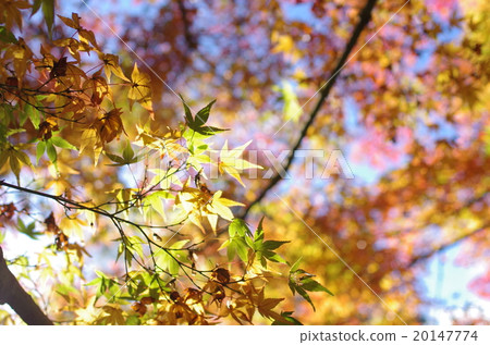 秋天的樹葉 秋天的樹葉 20147774