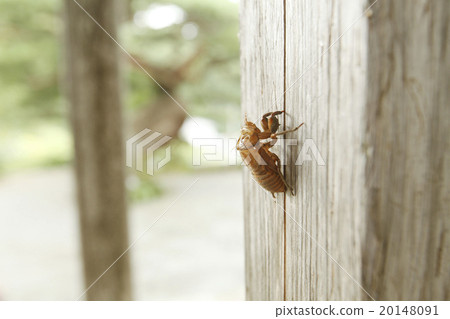 Cicada 20148091