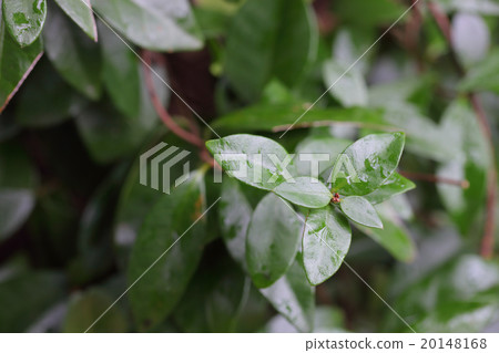 Teiyakazura的冬季芽和雨滴 20148168
