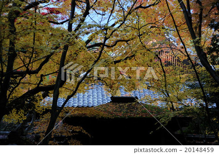 京都高須的秋葉 京都高須的秋葉 20148459