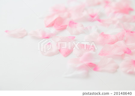 春天圖像櫻桃樹 20148640