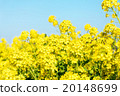 Rape blossom close-up 20148699