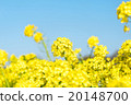 Rape blossom close-up 20148700