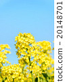 Rape blossom close-up 20148701