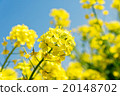 Rape blossom close-up 20148702