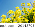 Rape blossom close-up 20148703