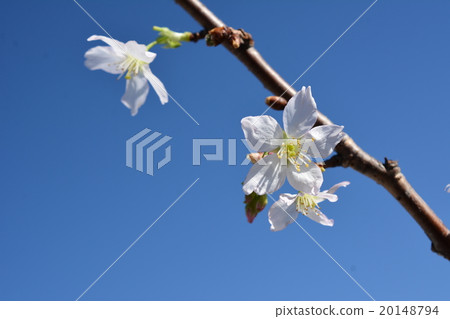 Cherry blossom branch 20148794