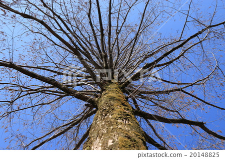Metasequoia Metasequoia 20148825