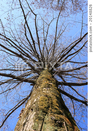 Metasequoia Metasequoia 20148826
