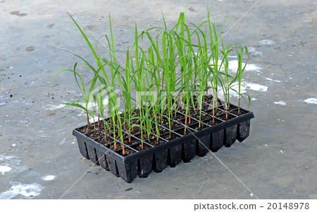 seed cane 20148978
