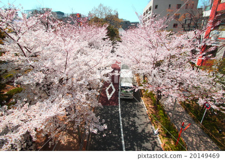 Cherry blossoms in full bloom 20149469