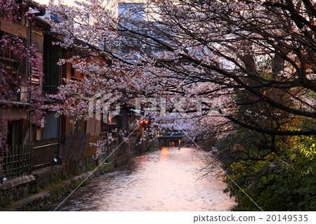Gion Shirakawa的Yamazakura Gion Shirakawa的Yamazakura 20149535