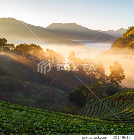 Misty morning sunrise in strawberry garden Misty morning sunrise in strawberry garden 20149612