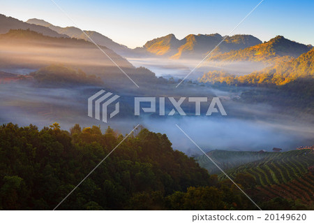 Misty morning sunrise in tea plantation Misty morning sunrise in tea plantation 20149620
