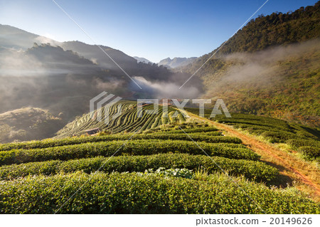 Tea plantation in the Doi Ang Khang, Chiang Mai 20149626