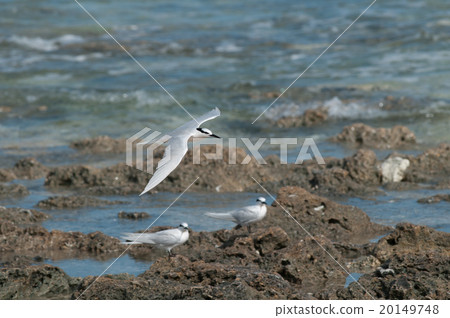 Elongated terns of a desert island Elongated terns of a desert island 20149748