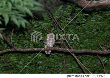 Konohazuku living in Yanbare no Mori Konohazuku living in Yanbare no Mori 20149752