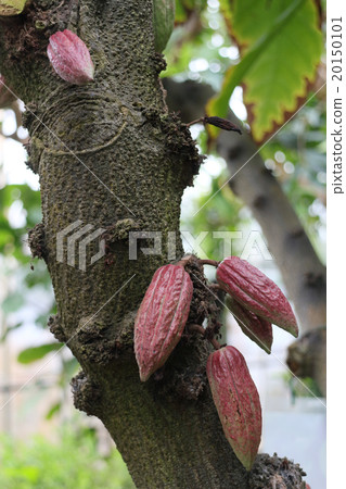Cacao fruit 20150101