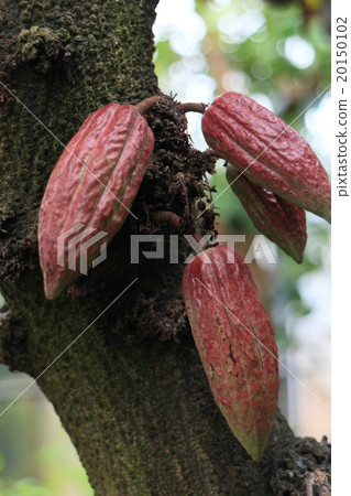 Cacao fruit 20150102