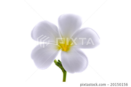 Frangipani or Plumeria isolated on the white  20150156