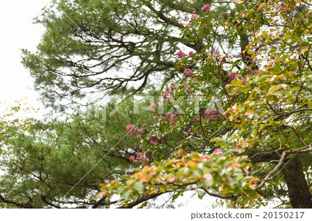 Heian Shinku Shrine's crape myon Heian Shinku Shrine's crape myon 20150217