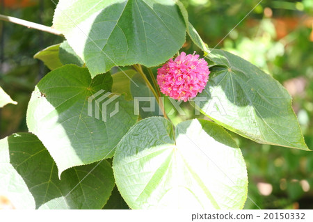 Don Bear flowers Don Bear flowers 20150332