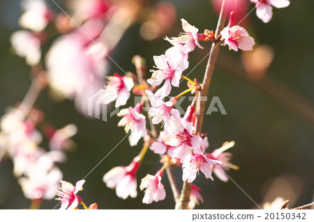 Okame cherry tree Okame cherry tree 20150342