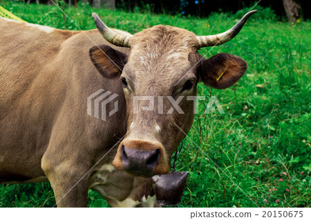 Cows on a meadow in mountains Cows on a meadow in mountains 20150675
