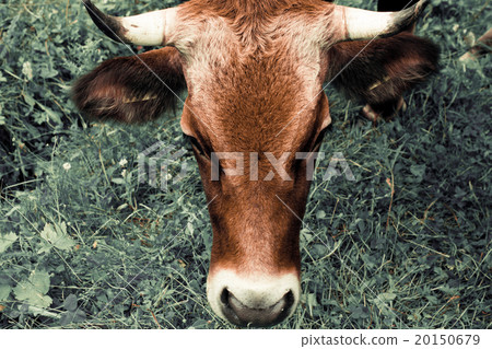 Cows on a meadow in mountains 20150679