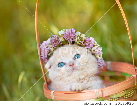 Little kitten crowned with a chaplet of clover  20150920