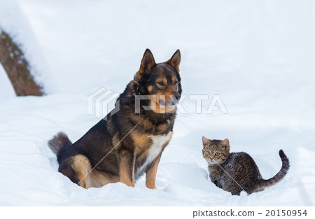 Dog with little kitten sitting in snow 20150954