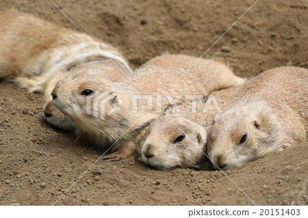 Prairie dog 20151403