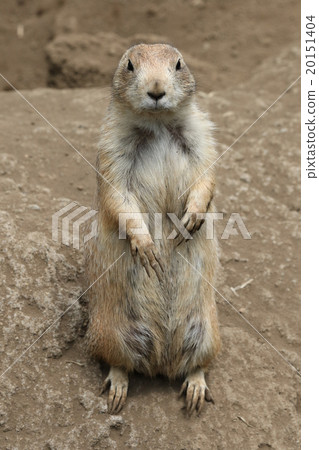 Prairie dog Prairie dog 20151404