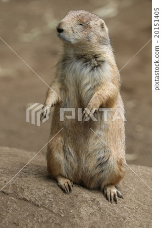 Prairie dog 20151405