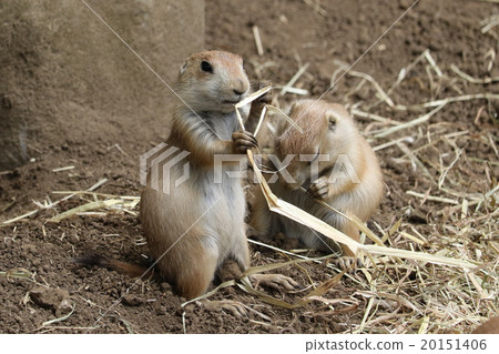 Prairie dog Prairie dog 20151406