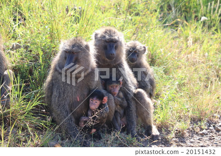 Tanzania Serengeti National Park Babo Tanzania Serengeti National Park Babo 20151432