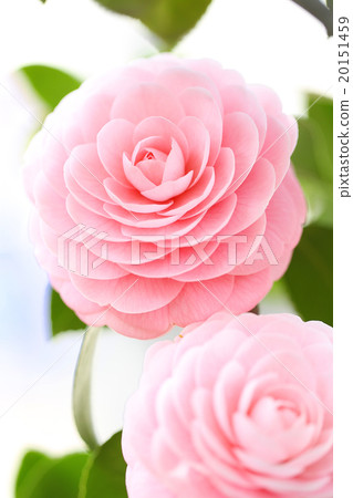 Camellia Camellia 20151459