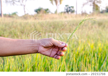 The man hand with organic rice. 20151708