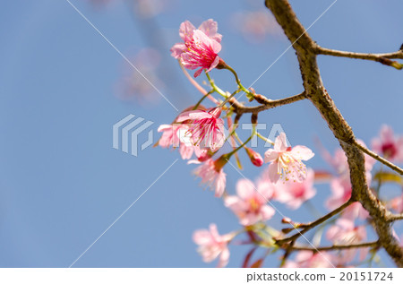 Sweet Sakura blossom Blured Background 20151724