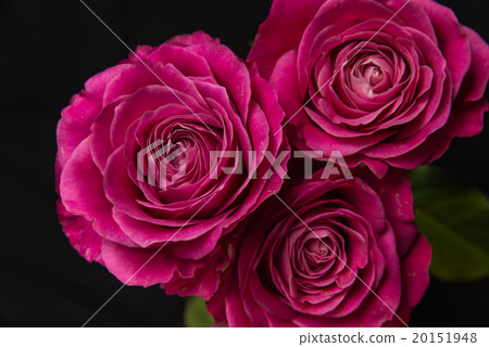 rose	 rose	 20151948
