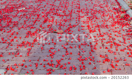 Flowers Australian brachychiton acerifolius, Flowers Australian brachychiton acerifolius, 20152263