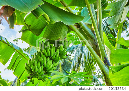 Fruit green banana tree on a tropical island 20152584