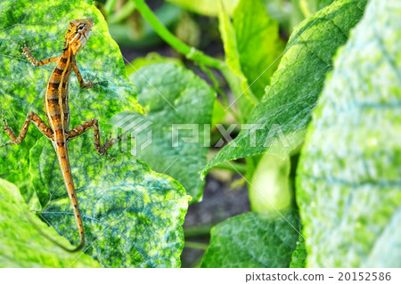 Cute lizard in the bushes of a tropical island 20152586