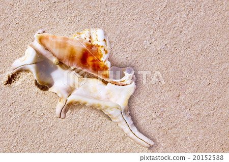 Seashells on the sand in a tropical island 20152588