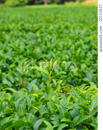 Ureshino tea field Ureshino tea field 20152637