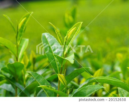 Ureshino tea field 20152638