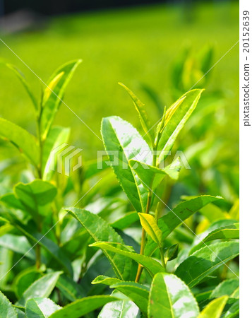 Ureshino tea field 20152639