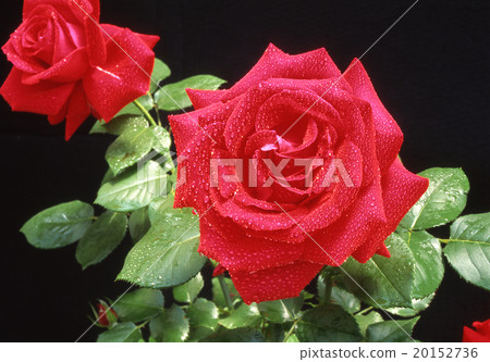 Rose Rose 20152736