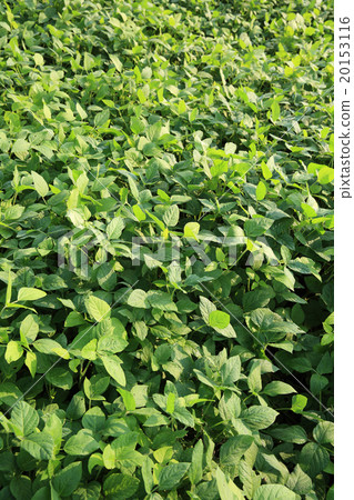 green soybean plants in growth at farmland 20153116
