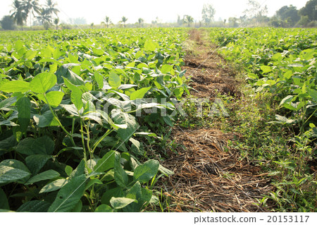green soybean plants in growth at farmland green soybean plants in growth at farmland 20153117